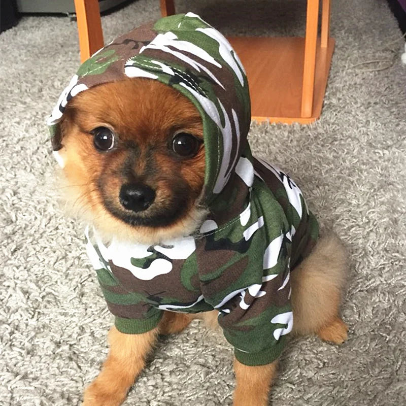 Manteau camouflage chien