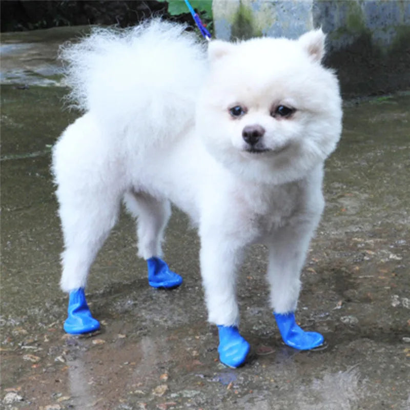 Botte de pluie chien